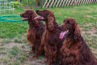 Parktaki neşeli İrlandalı Setter