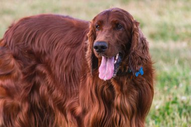 Parktaki neşeli İrlandalı Setter