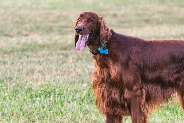 Parktaki neşeli İrlandalı Setter