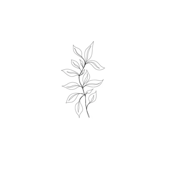 Минималистический Рисунок Линии Leaf Line Art Ботанический Рисунок Руки Прекрасная — стоковое фото