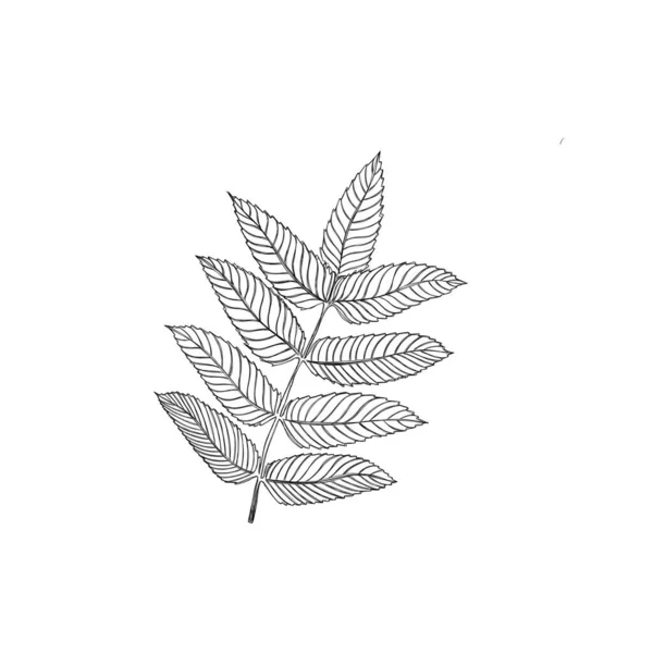 Twig Plant Leaves Illustration Freehand Botanical Tattoo Idea — Stock Photo, Image
