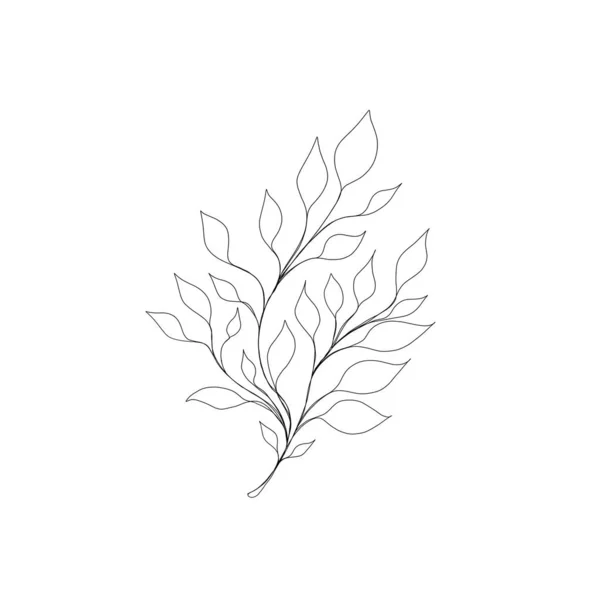 Asgari Çizgi Çizimi Yaprak Çizgisi Sanatı Elle Çizilmiş Botanik Çizimi — Stok fotoğraf