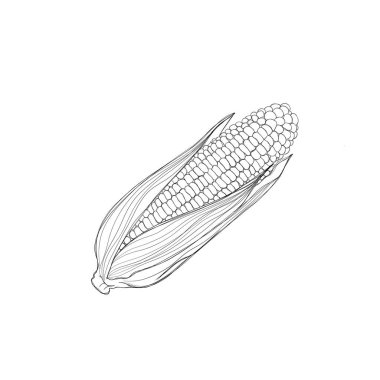 Lezzetli mısır - serbest suluboya çizimi