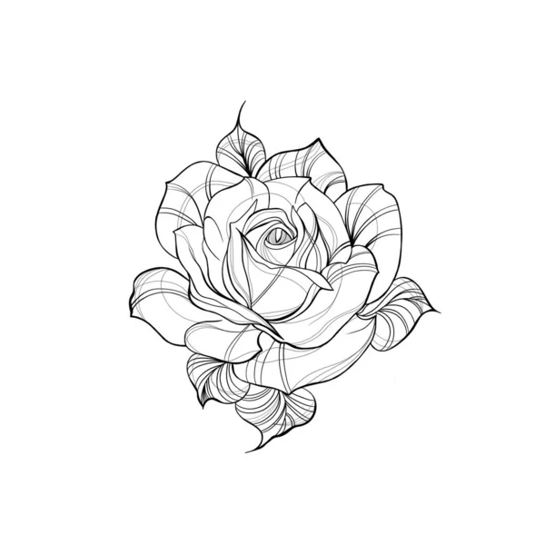 Szczegółowy Szkic Tatuażu Kwiatu Róży Elementy Dekoracyjne Tatuażu Kartka Okolicznościowa — Zdjęcie stockowe