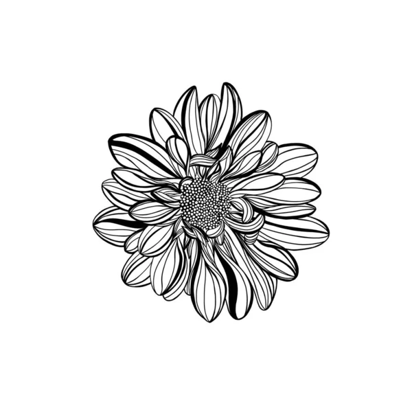 Czarno Biała Linia Ilustracja Stokrotki Kwiaty Białym Tle Chryzantema Kwiatowa — Zdjęcie stockowe