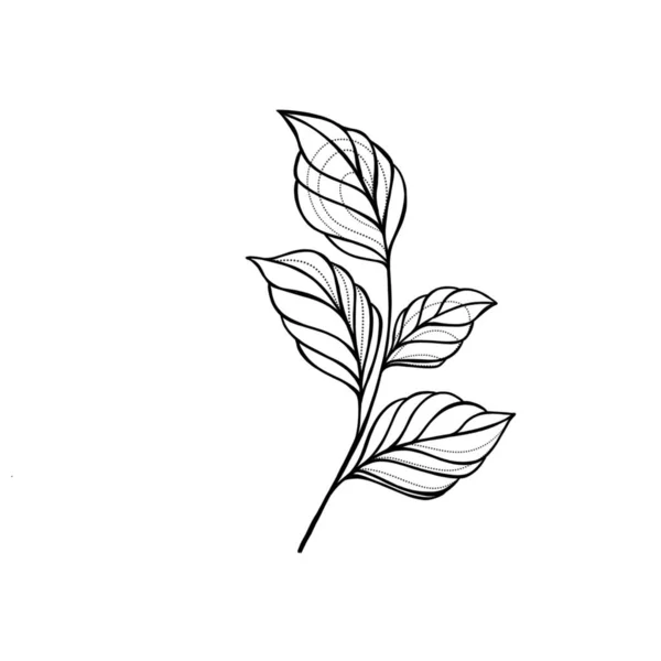 Zweig Mit Blättern Auf Weißem Hintergrund Doodle Stil Design Symbol — Stockfoto