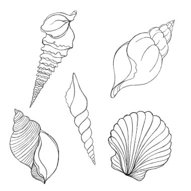 Line art illustration of a seashell on blue watercolor background. Shell tattoo idea. Hand drawn nautical engraving of nautical prints isolated on white background