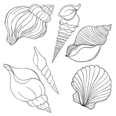 Line art illustration of a seashell on blue watercolor background. Shell tattoo idea. Hand drawn nautical engraving of nautical prints isolated on white background