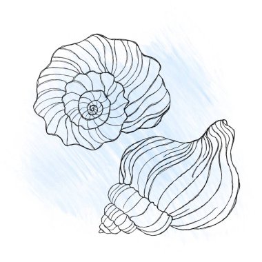 Line art illustration of a seashell on blue watercolor background. Shell tattoo idea. Hand drawn nautical engraving of nautical prints isolated on white background