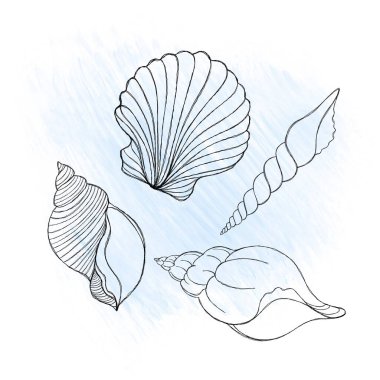 Line art illustration of a seashell on blue watercolor background. Shell tattoo idea. Hand drawn nautical engraving of nautical prints isolated on white background