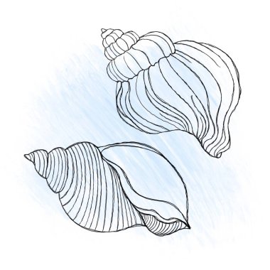 Line art illustration of a seashell on blue watercolor background. Shell tattoo idea. Hand drawn nautical engraving of nautical prints isolated on white background