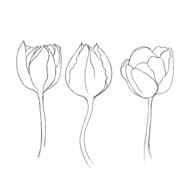  Lale çiçeği aralıksız çizgi çiziyor. Bir satır sanat eseri. Düzenlenebilir satır. Minimalizm eskizi, davetiye fikri, Instagram hikayelerinin tasarımı ve önemli simgeler. Satır çizgisi çiçek dizisi