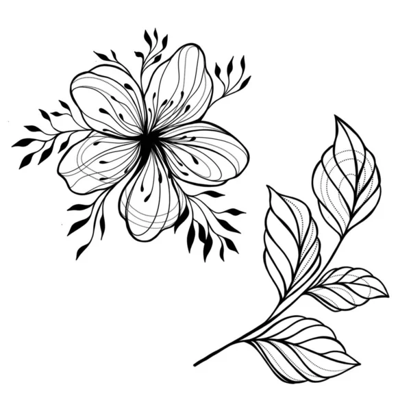 Cherry flower blossom, botanical art set. Spring almond, sakura, apple tree branch, hand draw doodle illustration. Cute black ink art, isolated white background. Realistic floral bloom sketch . 