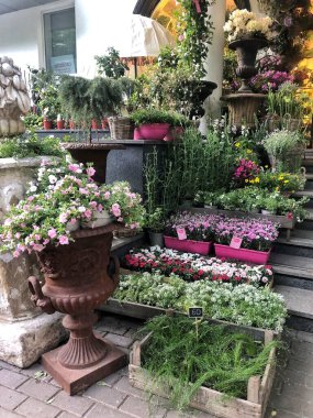 Çiçekçide güzel bitkiler ve siyah beyaz seramik düzenlemeleri. Çiçekçide çalışıyorum.