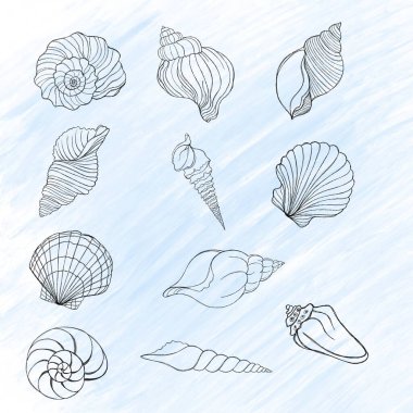 Line art illustration of a seashell on blue watercolor background. Shell tattoo idea. Hand drawn nautical engraving of nautical prints isolated on white background