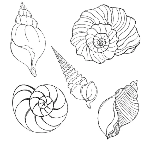 Line Art Illustration Seashell Blue Watercolor Background Shell Tattoo Idea — Foto Stock