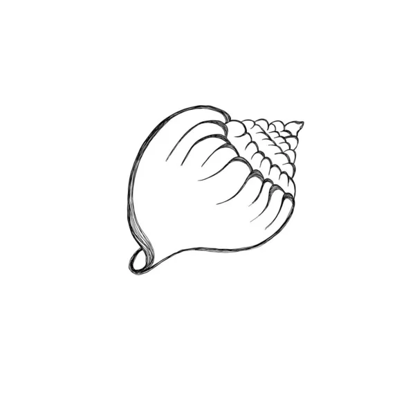 Line Art Illustration Seashell Shell Tattoo Idea Hand Drawn Nautical — 图库照片
