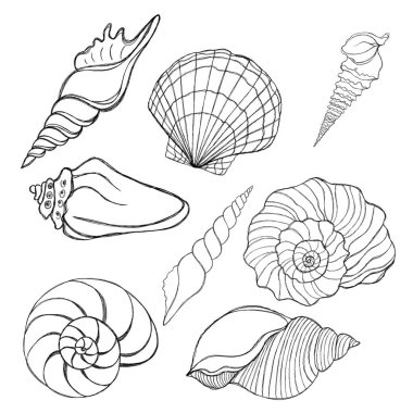 Line art illustration of a seashell on blue watercolor background. Shell tattoo idea. Hand drawn nautical engraving of nautical prints isolated on white background