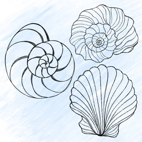 青い水彩の背景に貝殻のラインアートイラスト 貝の入れ墨のアイデア 白地に孤立した海図を手描き — ストック写真