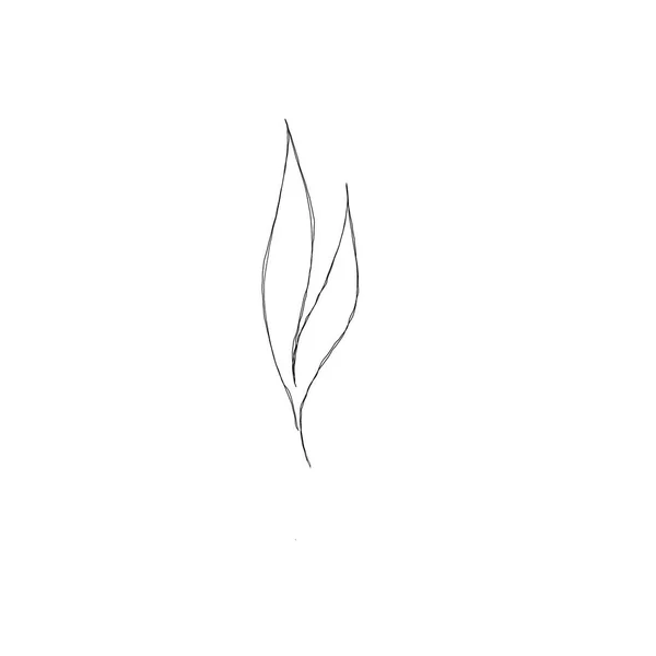 Desenho Linha Minimalista Arte Linha Folha Desenho Botânico Ilustração Mão — Fotografia de Stock