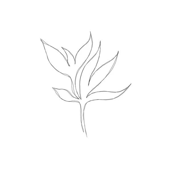 Minimalistyczny Rysunek Linii Sztuka Liści Ilustracja Rysunku Botanicznego Ręcznie Piękny — Zdjęcie stockowe