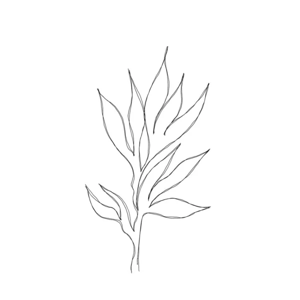 Минималистический Рисунок Линии Leaf Line Art Ботанический Рисунок Руки Прекрасная — стоковое фото