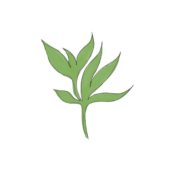 Minimalistic Line Drawing Leaf Line Art Botanical Drawing Illustration Hand — Stockfoto