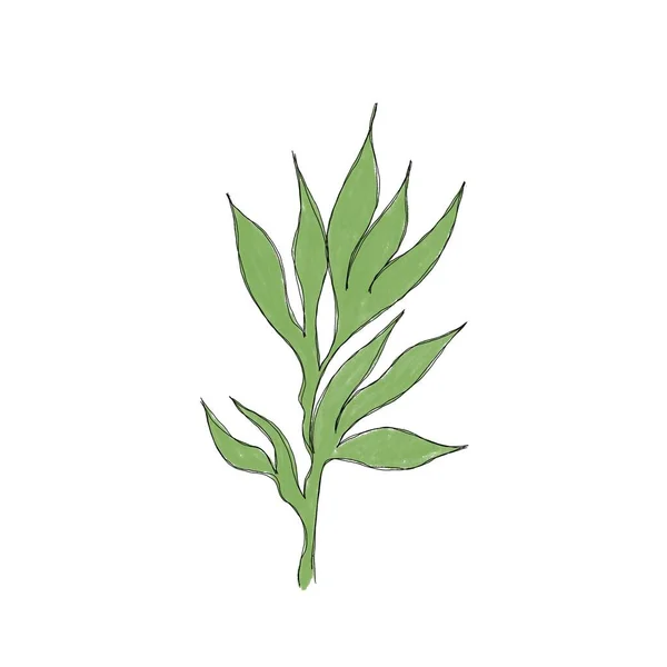 Minimalistic Line Drawing Leaf Line Art Botanical Drawing Illustration Hand — Stock Photo, Image