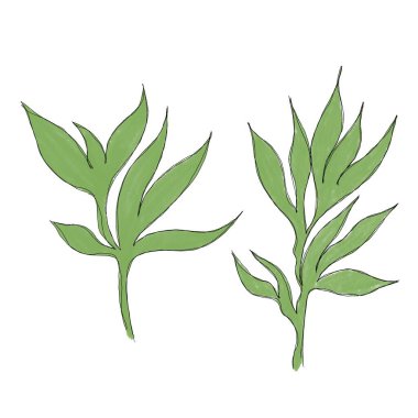 Asgari çizgi çizimi. Yaprak çizgisi sanatı. Elle çizilmiş botanik çizimi. Kartpostal için güzel bir fikir, bir kartpostal. Posterler, duvar sanatı gibi ev dekorları için. Botanik Katılım Çizimi