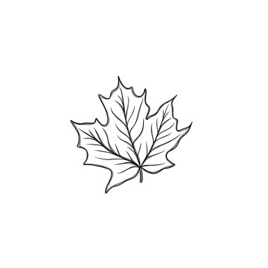 Akçaağaç sonbahar yaprağı. Sonbahar sezonu tasarımları yapmak için. Sonbahar akçaağaç yaprağının serbest çizimi