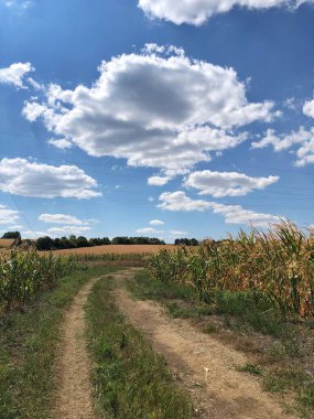 Mısır tarlasını kapatın. Seçici odaklanma. Yaz Tarım Mevsiminde Yeşil Mısır Tarlası Çiftliği. Bir tarladaki mısır tarlasına yakın.. 