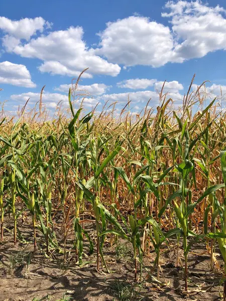 stock image Corn field close up. Selective focus. Green Maize Corn Field Plantation in Summer Agricultural Season. Close up of corn on the cob in a field. 