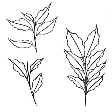 Asgari çizgi çizimi. Yaprak çizgisi sanatı. Elle çizilmiş botanik çizimi. Kartpostal için güzel bir fikir, bir kartpostal. Posterler, duvar sanatı gibi ev dekorları için. Botanik Katılım Çizimi