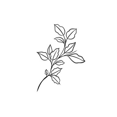 Asgari çizgi çizimi. Yaprak çizgisi sanatı. Elle çizilmiş botanik çizimi. Kartpostal için güzel bir fikir, bir kartpostal. Posterler, duvar sanatı gibi ev dekorları için. Botanik Katılım Çizimi