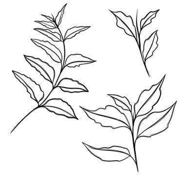 Asgari çizgi çizimi. Yaprak çizgisi sanatı. Elle çizilmiş botanik çizimi. Kartpostal için güzel bir fikir, bir kartpostal. Posterler, duvar sanatı gibi ev dekorları için. Botanik Katılım Çizimi