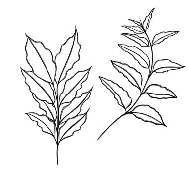 Asgari çizgi çizimi. Yaprak çizgisi sanatı. Elle çizilmiş botanik çizimi. Kartpostal için güzel bir fikir, bir kartpostal. Posterler, duvar sanatı gibi ev dekorları için. Botanik Katılım Çizimi