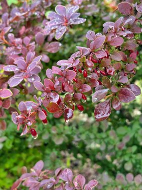 böğürtlen çalısı ve yağmur damlaları yakın plan, arka plan