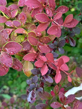 böğürtlen çalısı ve yağmur damlaları yakın plan, arka plan