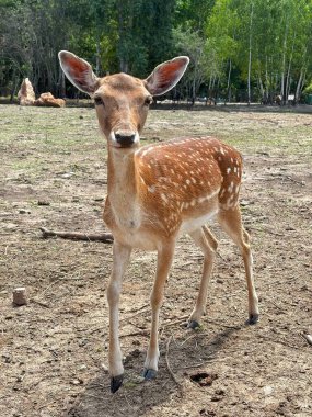 Güneşli hayvanat bahçesinde şirin doe