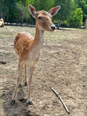 Güneşli bir günde hayvanat bahçesinde sevimli bir dişi geyik. Genç geyik tarlada