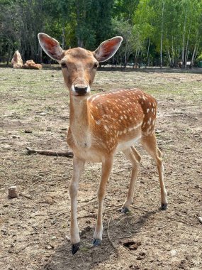 Güneşli hayvanat bahçesinde şirin doe