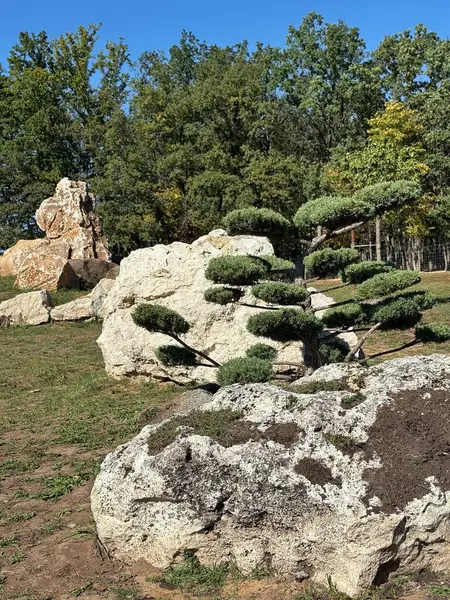 Dekoratif ağaç ve taş oluşumları olan kayalık bir bahçe manzaralı bir yer, Ukrayna 'da açık hava parkı..