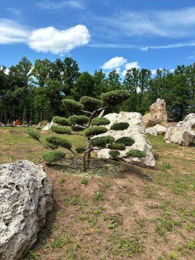 Kaya taşı parkı büyük kayalar ve süs ağacı açık mavi gökyüzüne karşı, Harkiv, Ukrayna