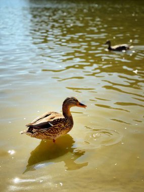 Çevre dostu yaşam tarzı, suyun yakınındaki bir ördekle sembolize ediliyor. Doğanın ahengi: sessiz bir göletin kenarında duran kahverengi ördek.