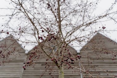 Çilek. Rowan adında bir ağaç. Genel plan.