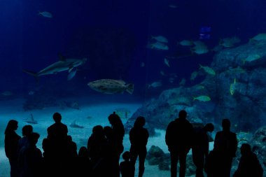 Oceanarium. People watch sharks in a large aquarium.