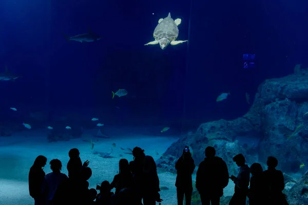 Океанариум Люди Смотрят Акул Большом Аквариуме — стоковое фото