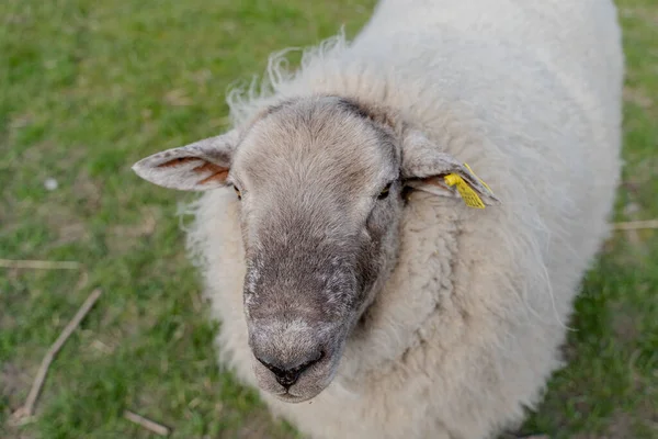 Çiftlik Kırsal Koyun Çiftliği Danimarka — Stok fotoğraf