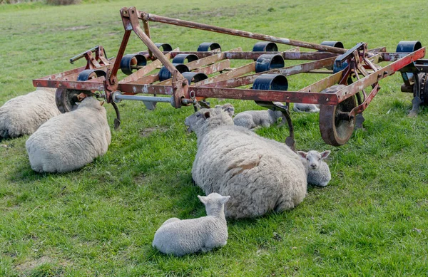 Farm Rural Sheep Farm Denmark — Stock Photo, Image
