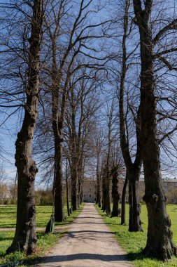 Ağaçlar. Yapraksız ağaçlar. Genel plan.